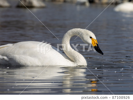 Swan Swan 87108926