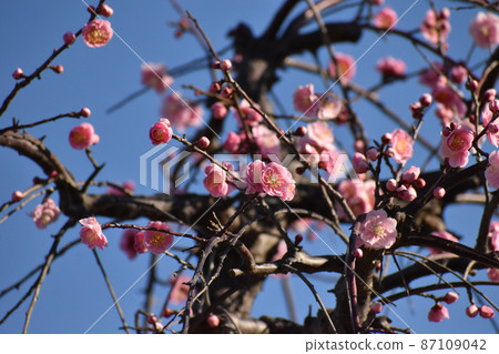 Ranmei of early spring Ranmei of early spring 87109042