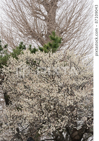 (花卉旅遊)梅花盛開背景下冷樹的垂直構圖 (花卉旅遊)梅花盛開背景下冷樹的垂直構圖 87109043
