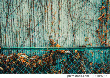 爬過怪異的常春藤牆 87109283