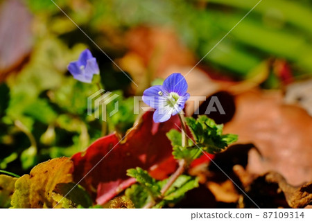 春天之前的波斯speedwell東京町田藥師池公園 87109314