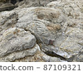 Whitish rugged rock 87109321