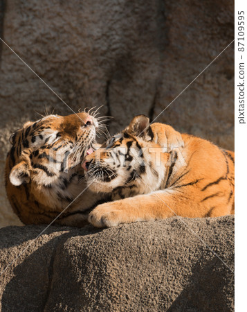 Amur tiger child embraced by her mother Amur tiger child embraced by her mother 87109595