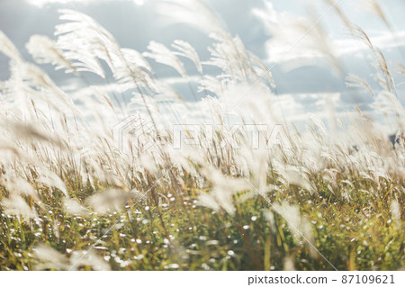 The Susuki of the Sone Plateau The Susuki of the Sone Plateau 87109621