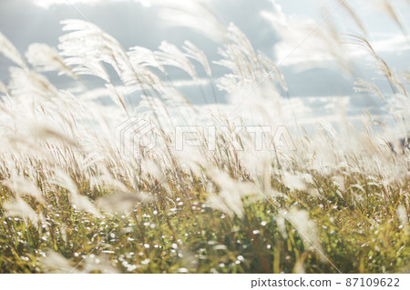 The Susuki of the Sone Plateau 87109622