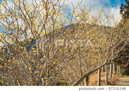 Small diameter of Japanese allspice Small diameter of Japanese allspice 87110146