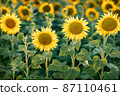 Sunflower natural background. Sunflower blooming. Close-up of sunflower. 87110461