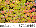 beautiful autumn background. orange leaves of ivy or wild grapes. fall season concept. copy space. template for design 87110469