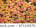beautiful autumn background. orange leaves of ivy or wild grapes. fall season concept. copy space. template for design 87110470