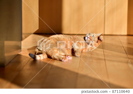 Life with a cat, my face Life with a cat, my face 87110640