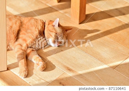 Life with a cat 2 naps every day Life with a cat 2 naps every day 87110641