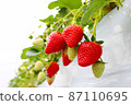 Strawberry cultivation Strawberry hunting 87110695
