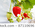 Strawberry house cultivation, strawberry picking 87110696