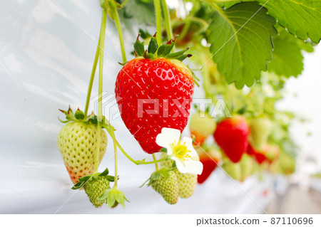 Strawberry house cultivation, strawberry picking Strawberry house cultivation, strawberry picking 87110696
