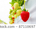 Strawberry house cultivation, strawberry picking 87110697