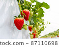Strawberry house cultivation, strawberry picking 87110698