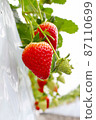 Strawberry picking house strawberry cultivation 87110699