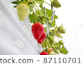 Strawberry picking house strawberry cultivation 87110701
