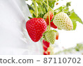 Strawberry picking house strawberry cultivation 87110702