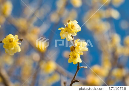 Japanese allspice flower close-up 87110716