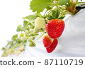 All-you-can-eat strawberry picking 87110719