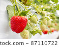 All-you-can-eat strawberry picking 87110722