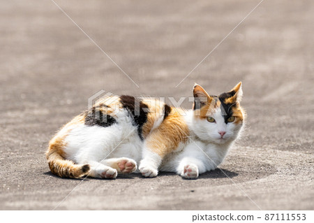 Calico cat lying down Calico cat lying down 87111553
