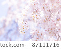 Weeping cherry blossoms wrapped in faint light 87111716
