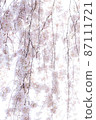 Weeping cherry blossoms wrapped in faint light 87111721