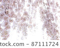 Weeping cherry blossoms wrapped in faint light 87111724