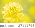 Rape blossoms that bloom softly in the spring light 87111798