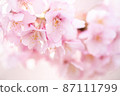 Cherry blossoms that bloom softly in the spring light 87111799