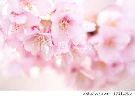 Cherry blossoms that bloom softly in the spring light Cherry blossoms that bloom softly in the spring light 87111799