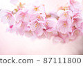 Cherry blossoms that bloom softly in the spring light 87111800