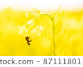 Rape blossoms and ladybugs that bloom softly in the spring light 87111801