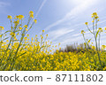 Rape blossoms growing toward the blue sky 87111802