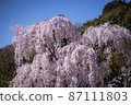 Weeping cherry tree of an old tree in full bloom 87111803