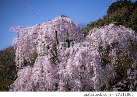 Weeping cherry tree of an old tree in full bloom Weeping cherry tree of an old tree in full bloom 87111803
