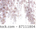 Weeping cherry blossoms wrapped in faint light 87111804