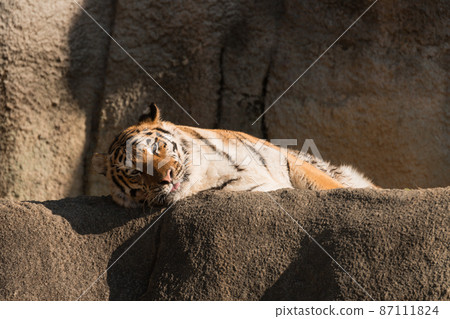 Amur tiger's mother basking in the sun Amur tiger's mother basking in the sun 87111824
