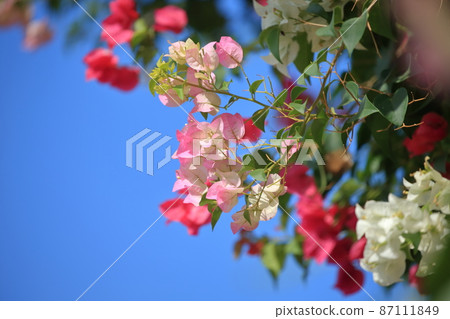 九重葛 九重葛 87111849