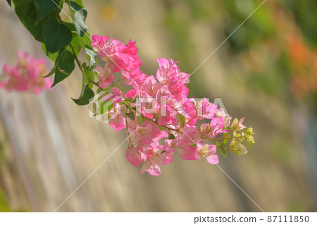 九重葛 九重葛 87111850