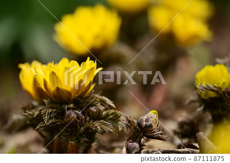 The arrival of spring in Japan, the end of spring, the flower that heralds the arrival of spring, the flowering of Adonis ramosa, the long-awaited arrival of spring The arrival of spring in Japan, the end of spring, the flower that heralds the arrival of spring, the flowering of Adonis ramosa, the long-awaited arrival of spring 87111875