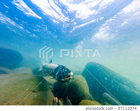 A male figure of a salmon running up the river Mashike-cho, Hokkaido 87112074