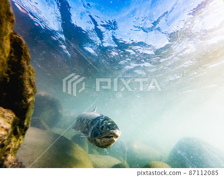 A male figure of a salmon running up the river Mashike-cho, Hokkaido 87112085