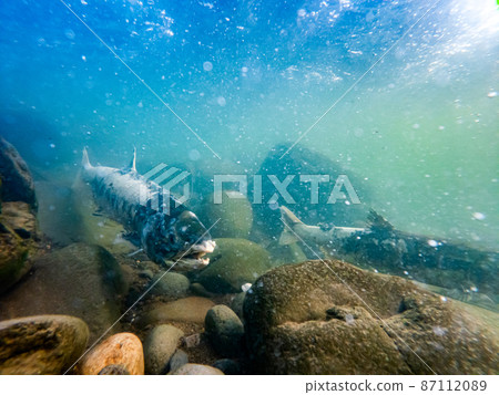 A male figure of a salmon running up the river Mashike-cho, Hokkaido 87112089