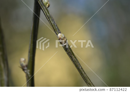 Siberian Pea Shrub 87112422