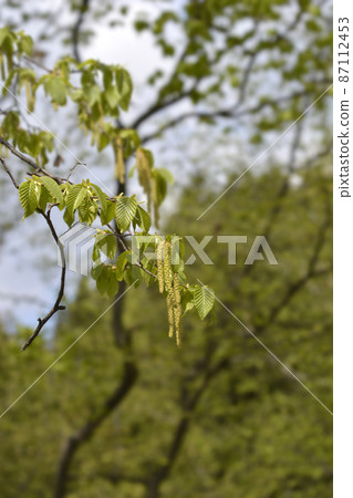 European hop hornbeam 87112453