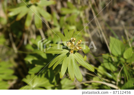 Winter aconite Winter aconite 87112456