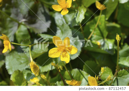 Marsh Marigold Marsh Marigold 87112457
